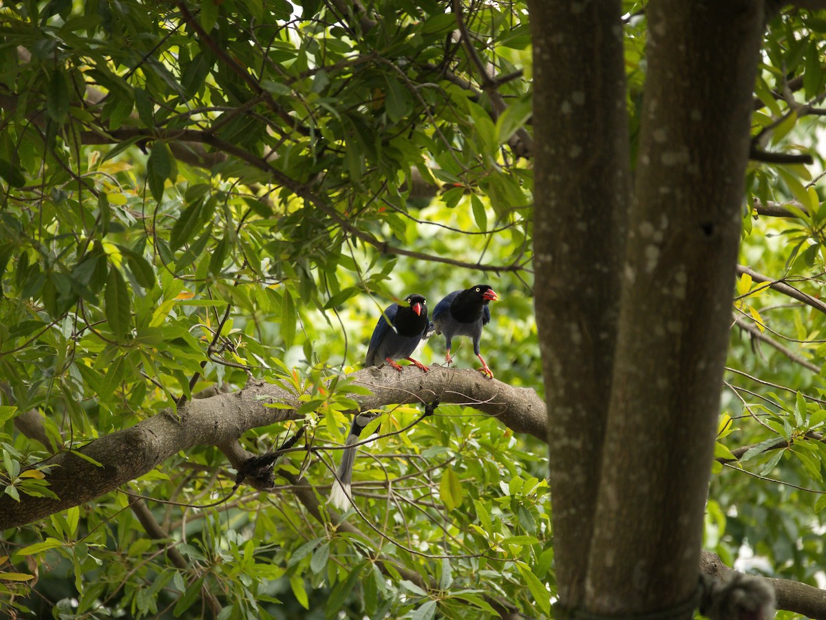 Taiwan Blue-Magpie - ML646732388