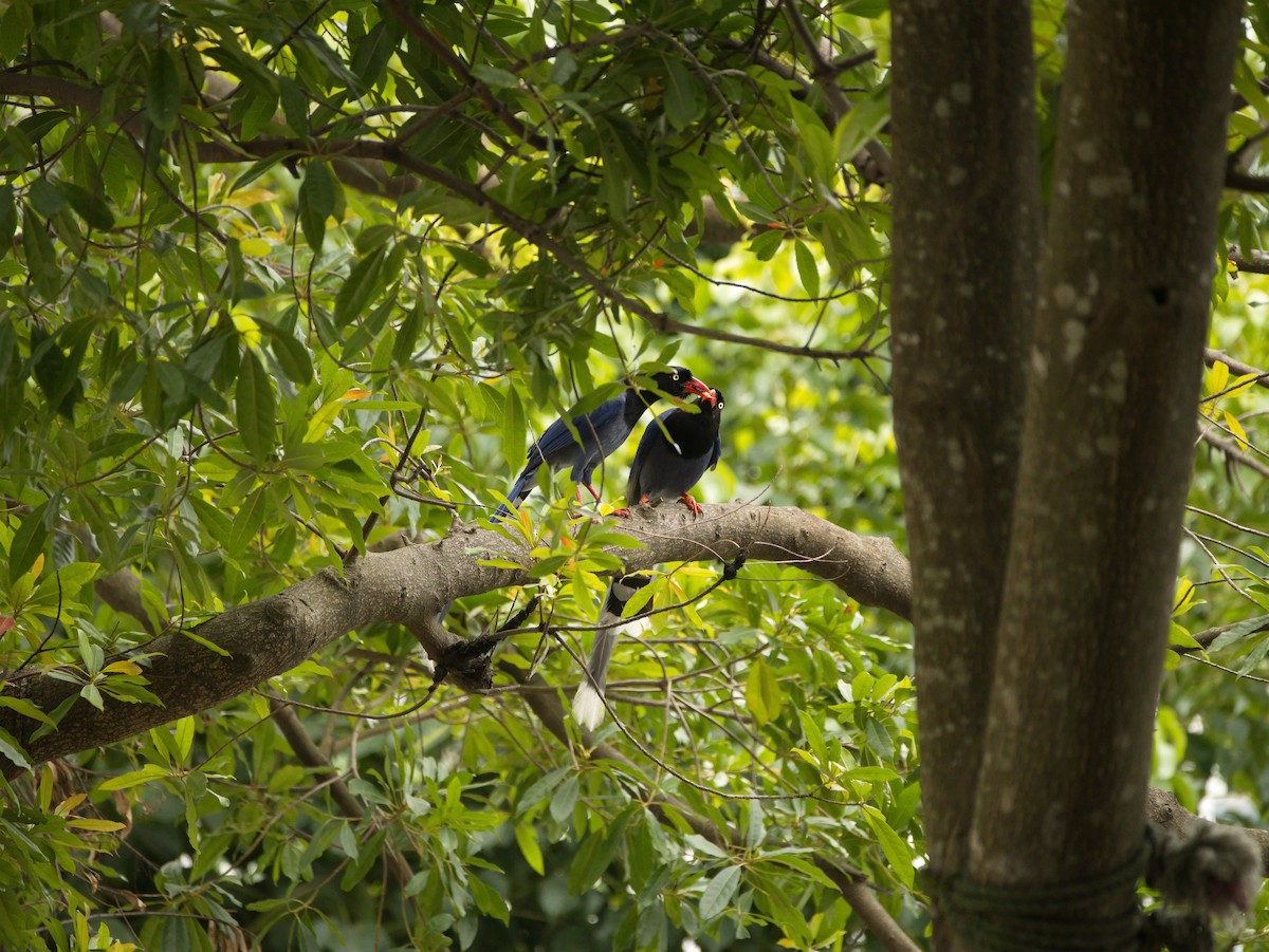 Taiwan Blue-Magpie - ML646732389