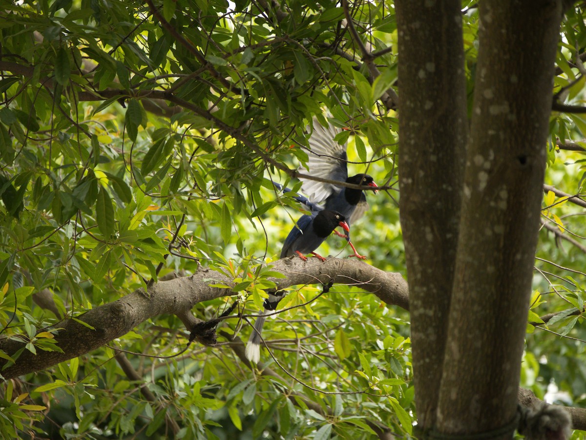 Taiwan Blue-Magpie - ML646732390