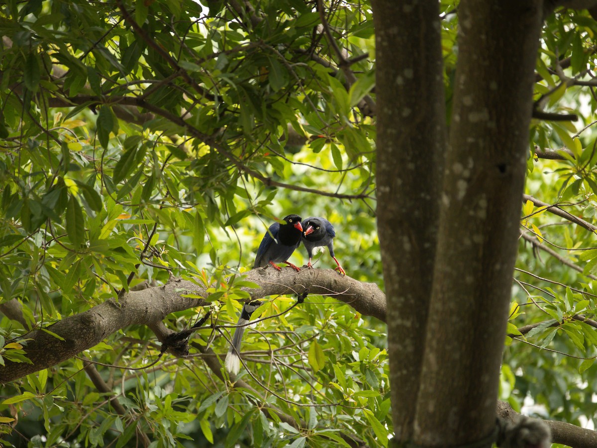 Taiwan Blue-Magpie - ML646732391