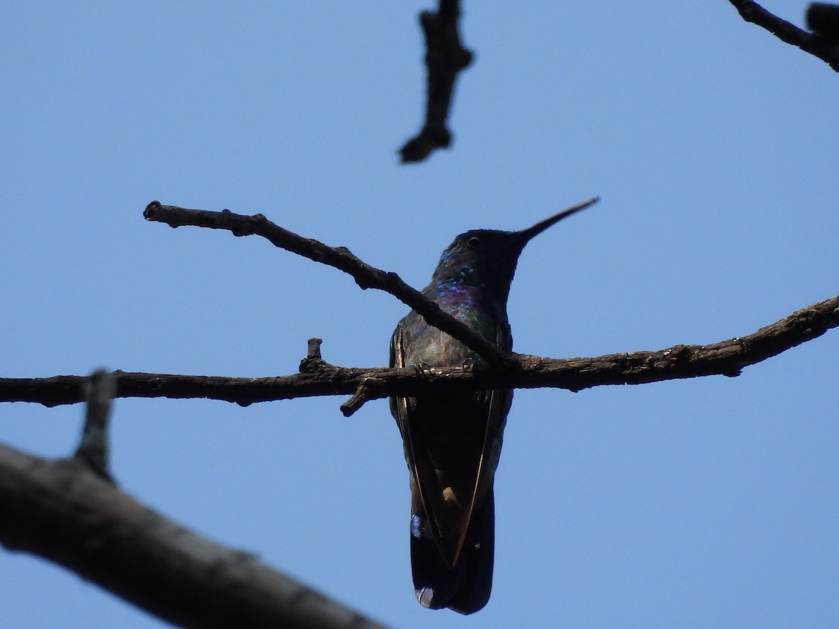 Mexican Violetear - ML646732392