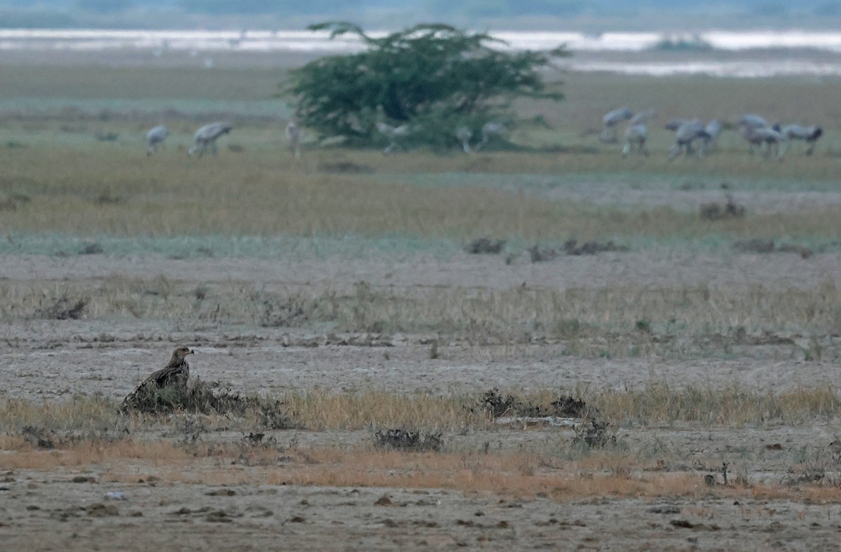 Imperial Eagle - ML646732393