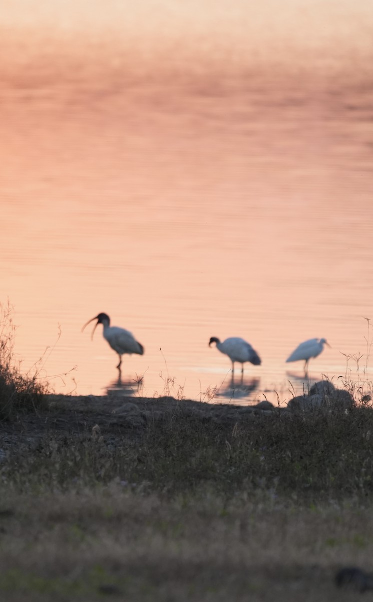 Black-headed Ibis - ML646732394
