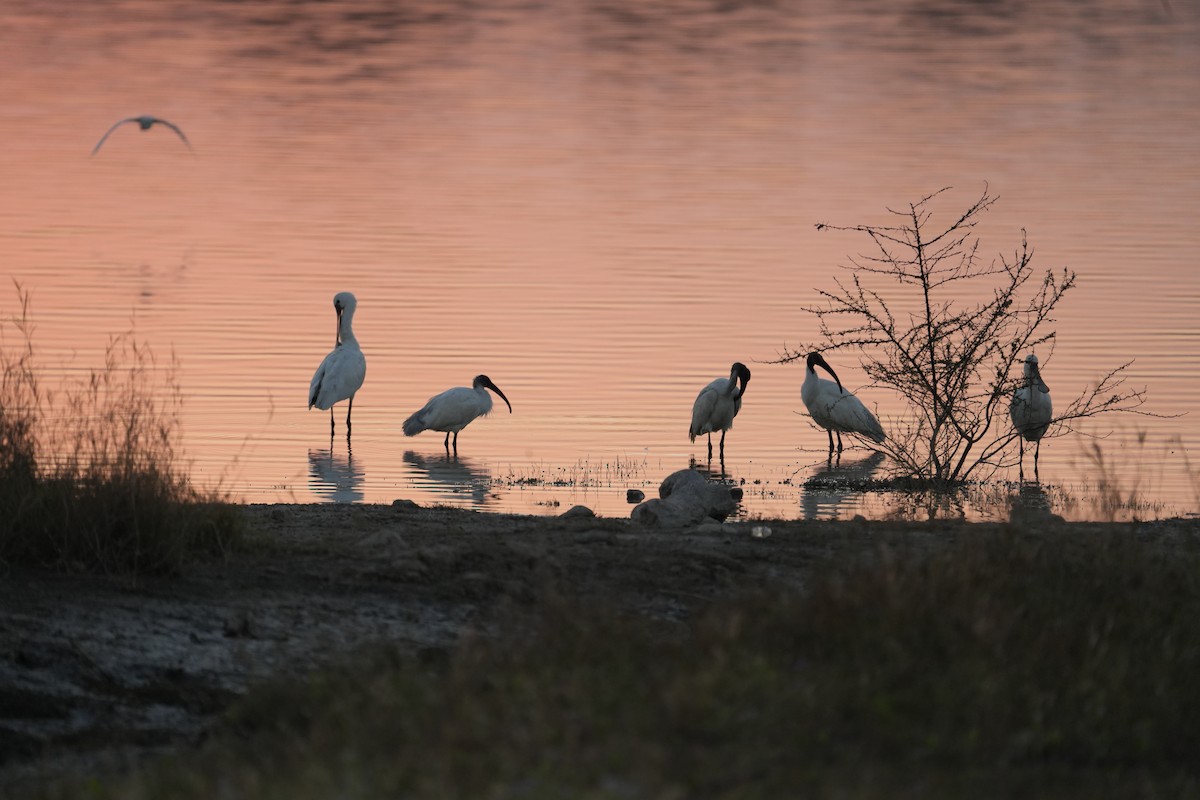 Black-headed Ibis - ML646732395