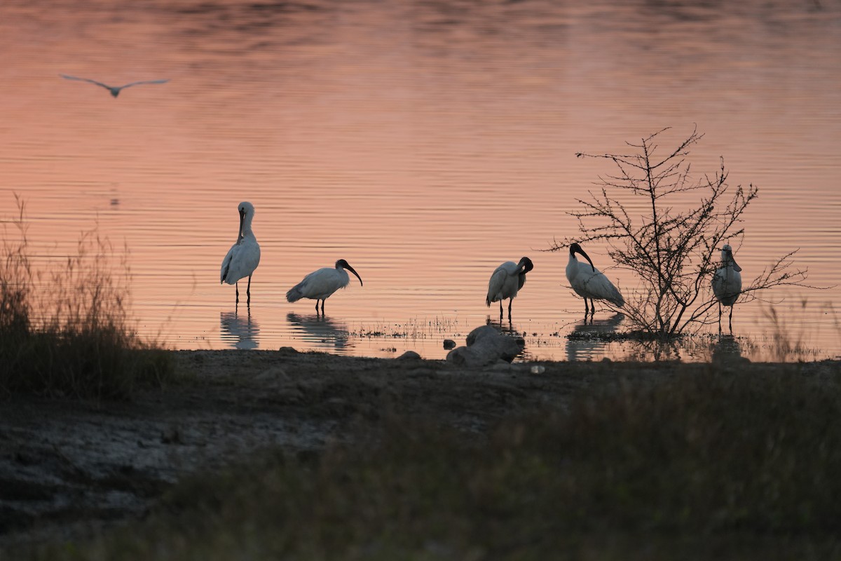 Black-headed Ibis - ML646732396