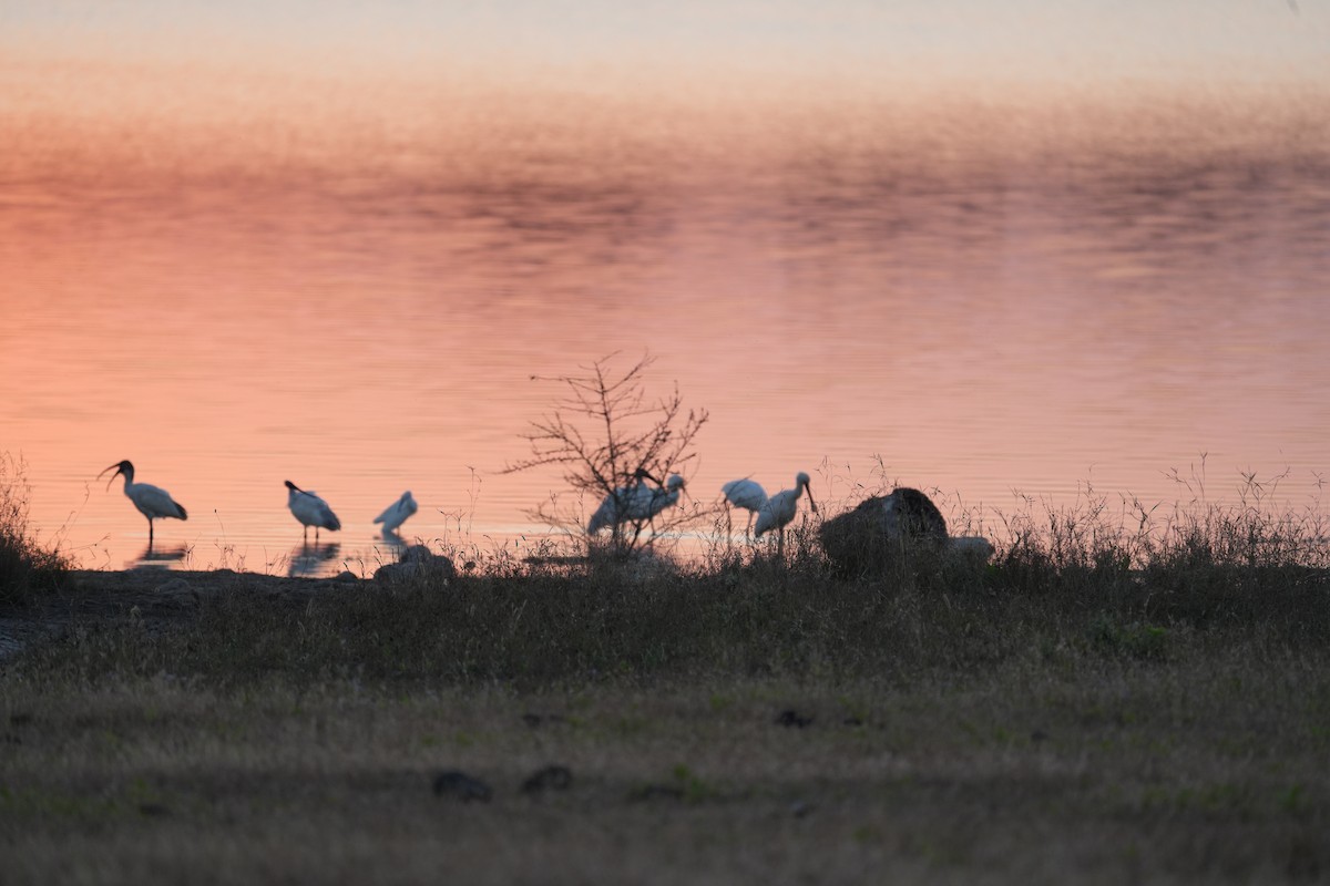 Black-headed Ibis - ML646732397