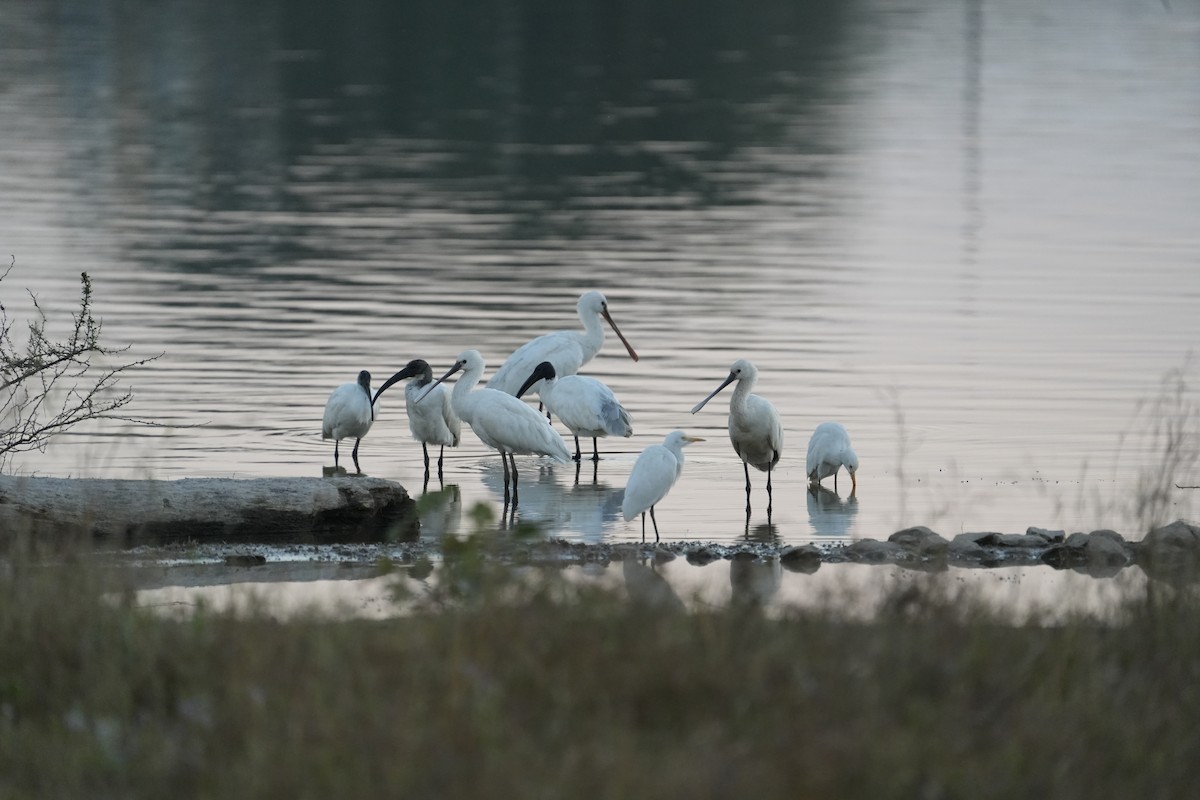 Black-headed Ibis - ML646732398