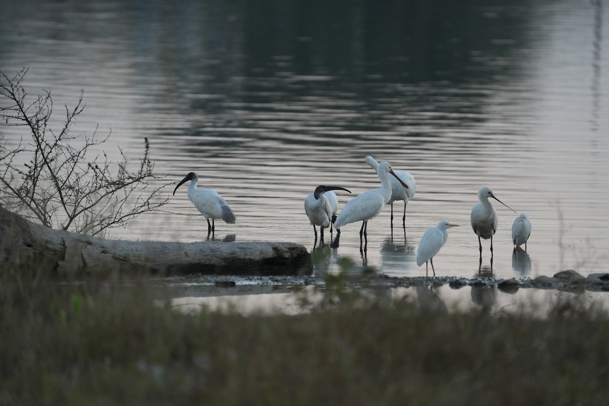 Black-headed Ibis - ML646732399