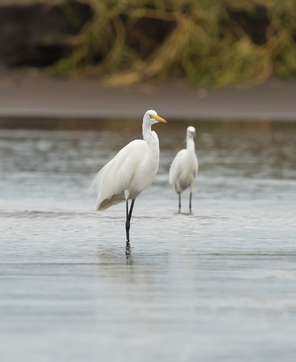 Great Egret - ML646732403