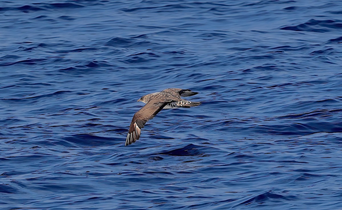 Parasitic Jaeger - ML646732405