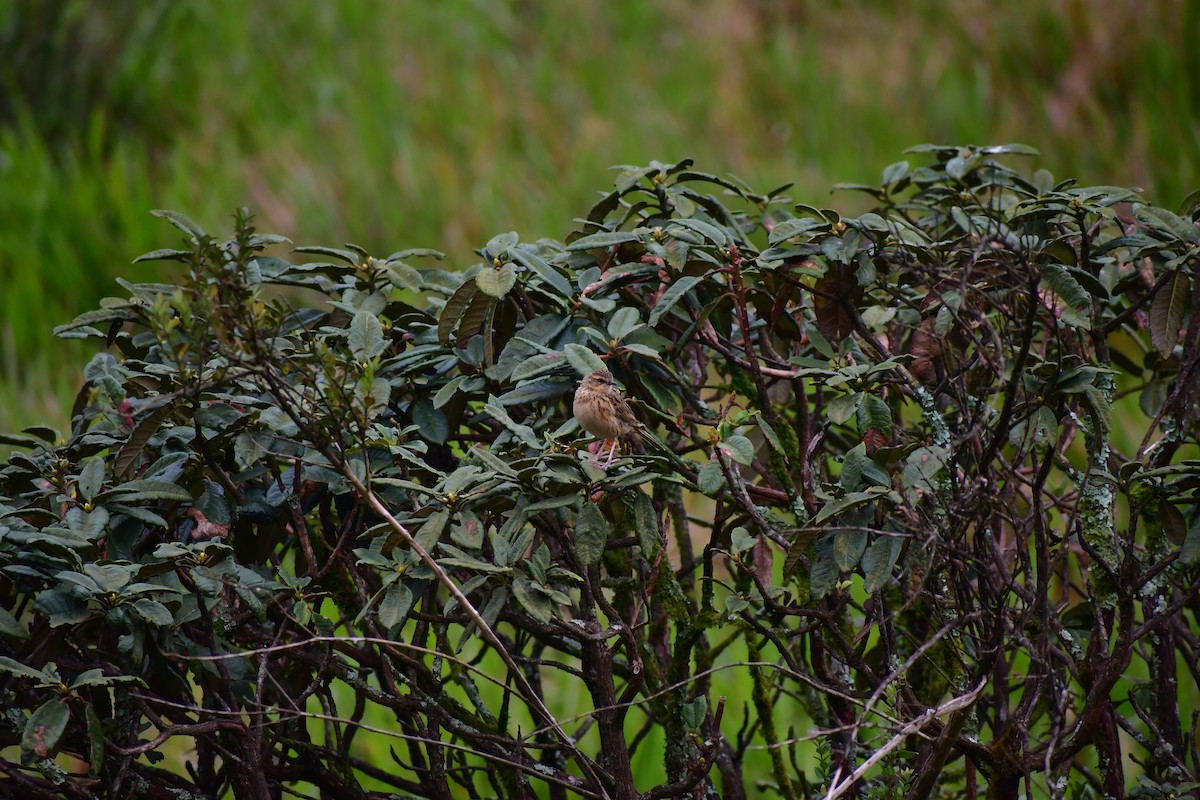 Nilgiri Pipit - ML646732406