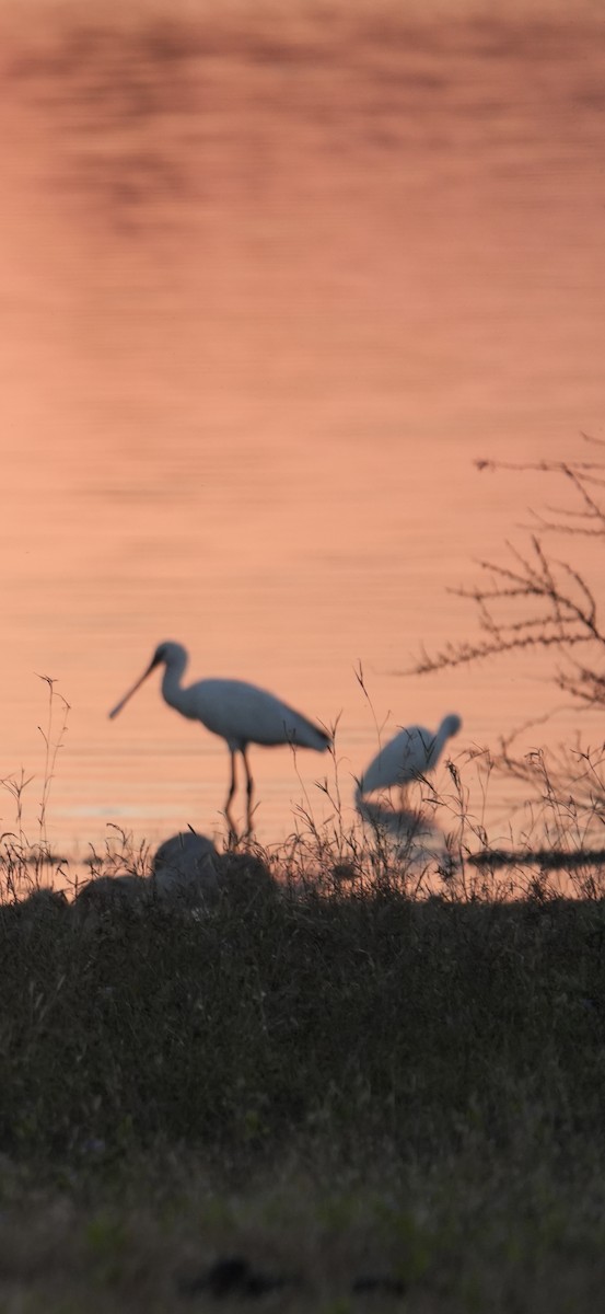 Eurasian Spoonbill - ML646732407