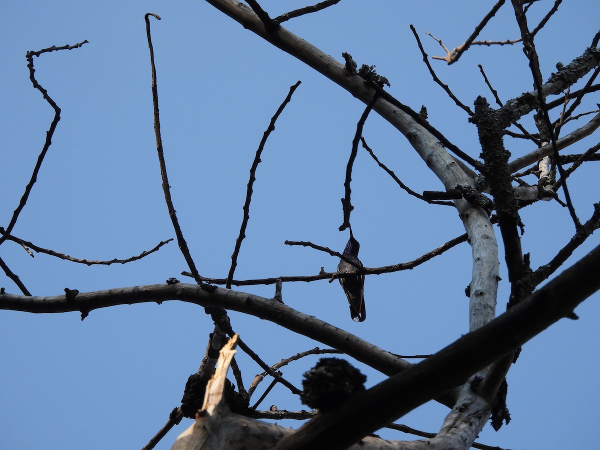 Mexican Violetear - ML646732408