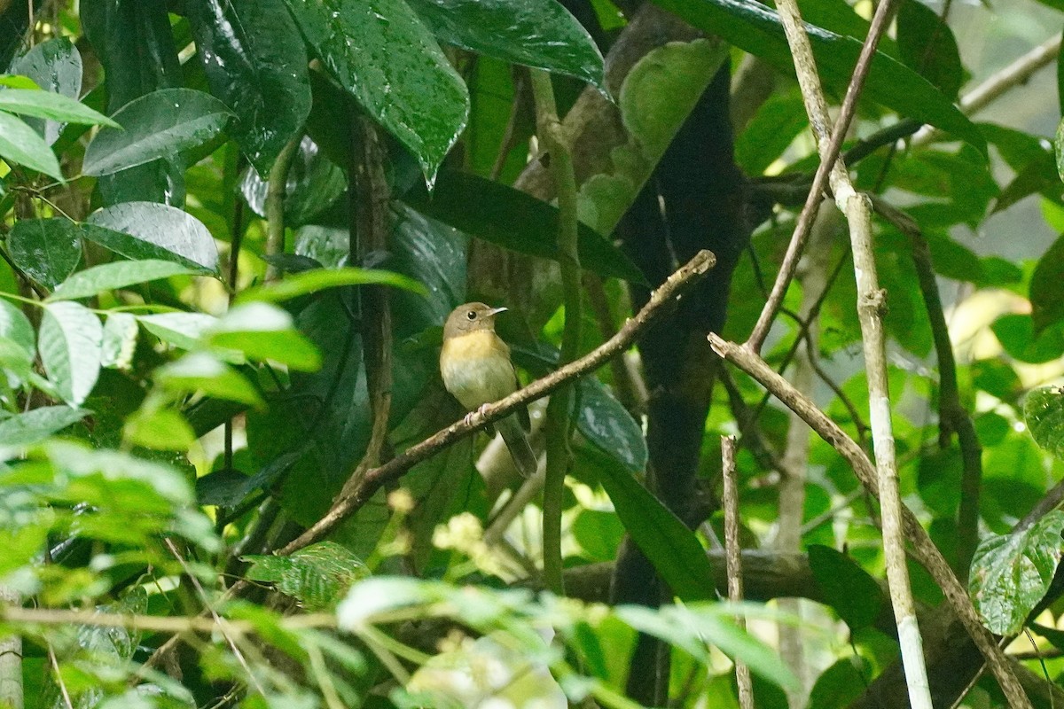 Hainan Blue Flycatcher - ML646732409