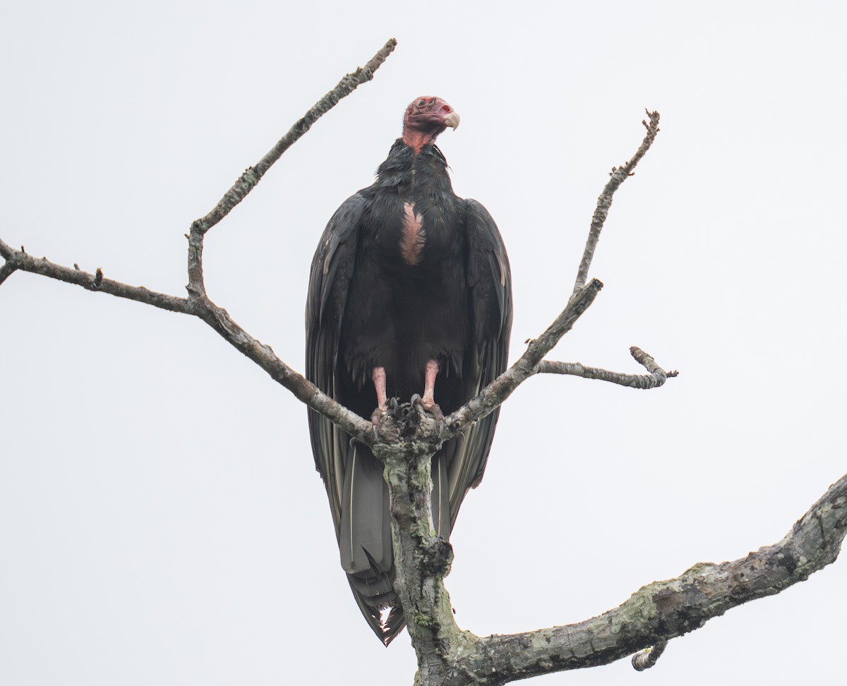 Turkey Vulture - ML646732411