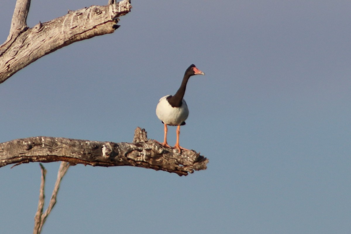 Ganso Urraca - ML646732415