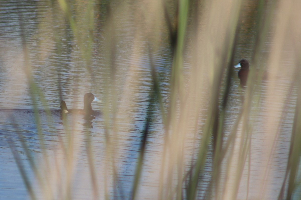 Malvasía Australiana - ML646732416