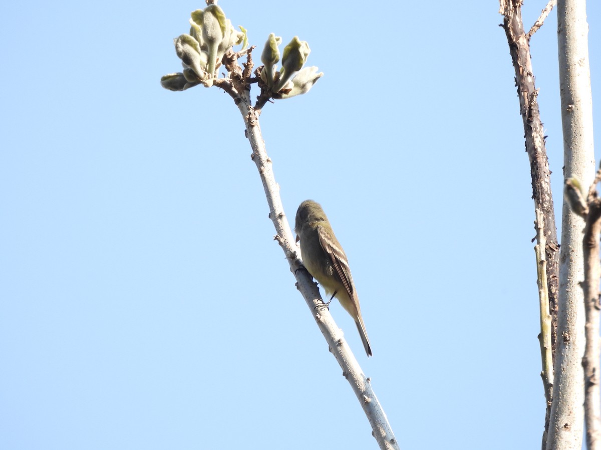 Hammond's Flycatcher - ML646732417