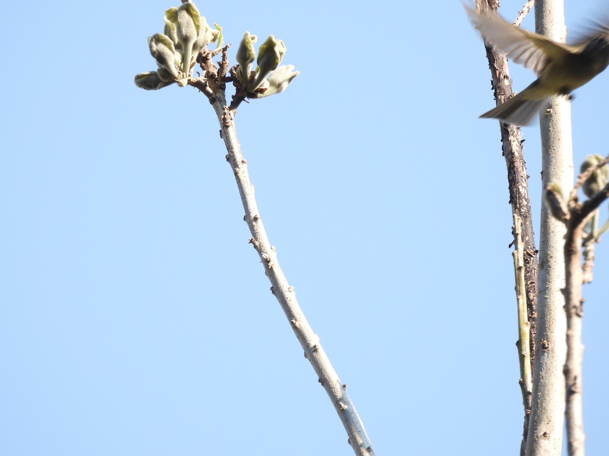 Hammond's Flycatcher - ML646732418