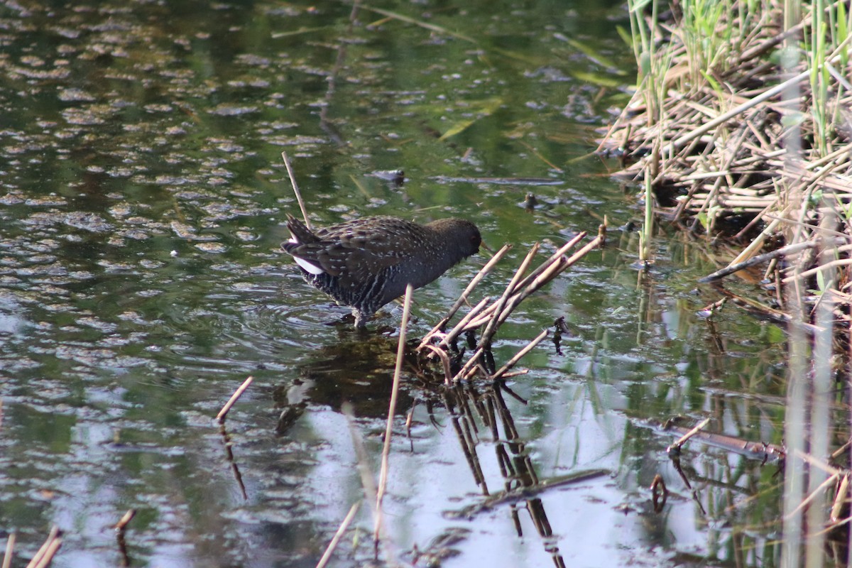 Polluela Australiana - ML646732419