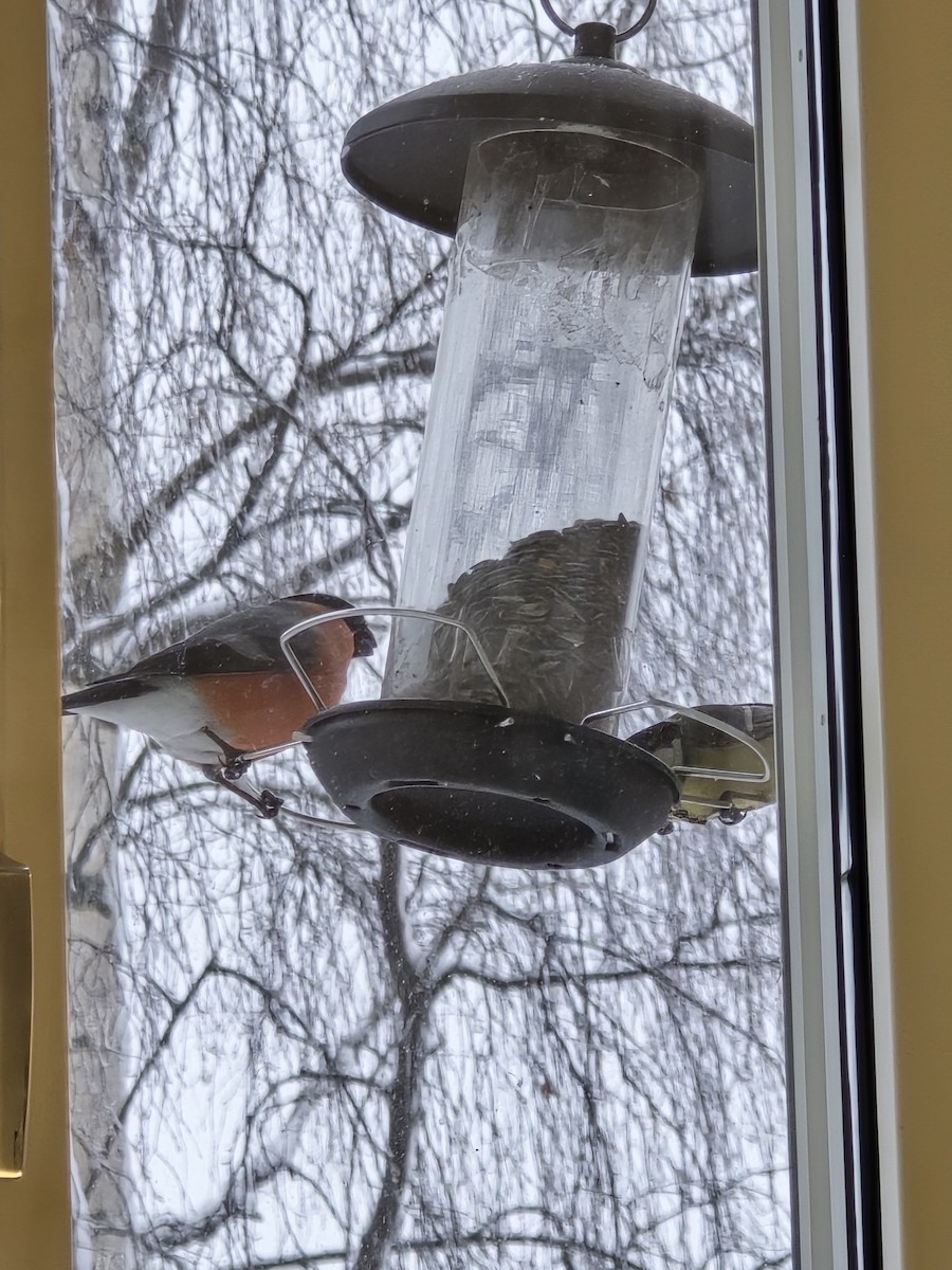 ירגזי מצוי - ML646732420