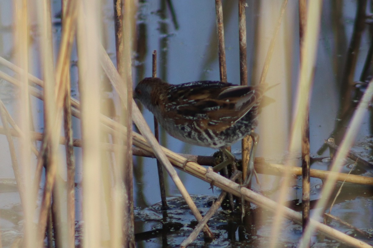 Polluela Chica - ML646732421