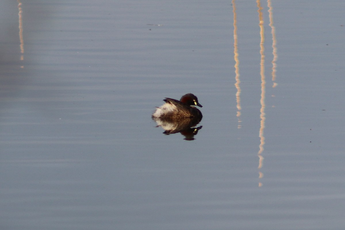 Zampullín Australiano - ML646732423