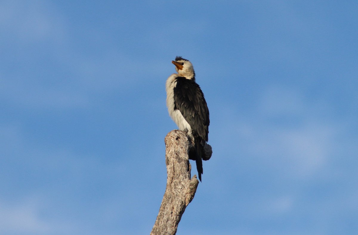 Cormorán Piquicorto - ML646732424