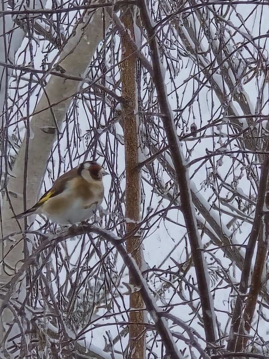 חוחית - ML646732425