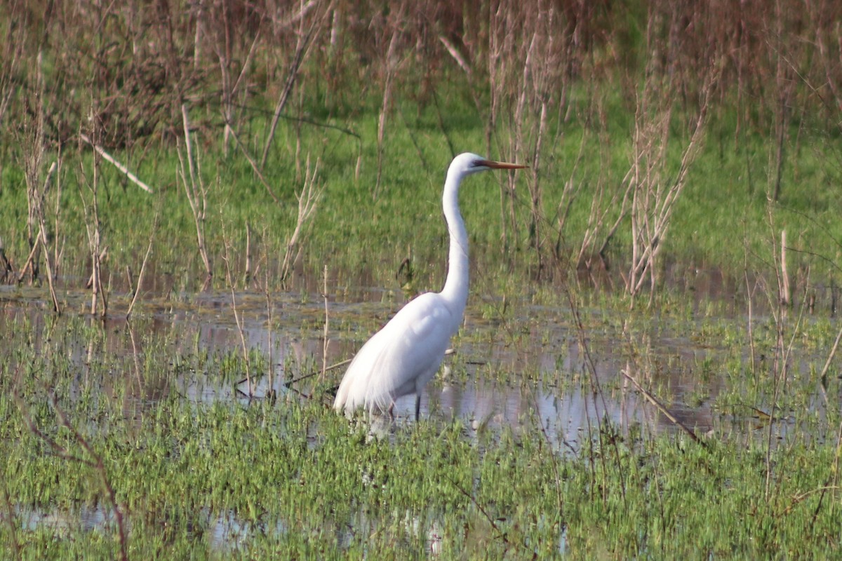 Garceta Grande - ML646732426