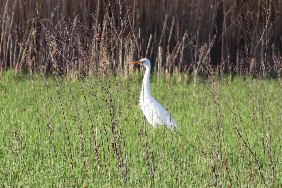 Garceta Plumífera - ML646732427