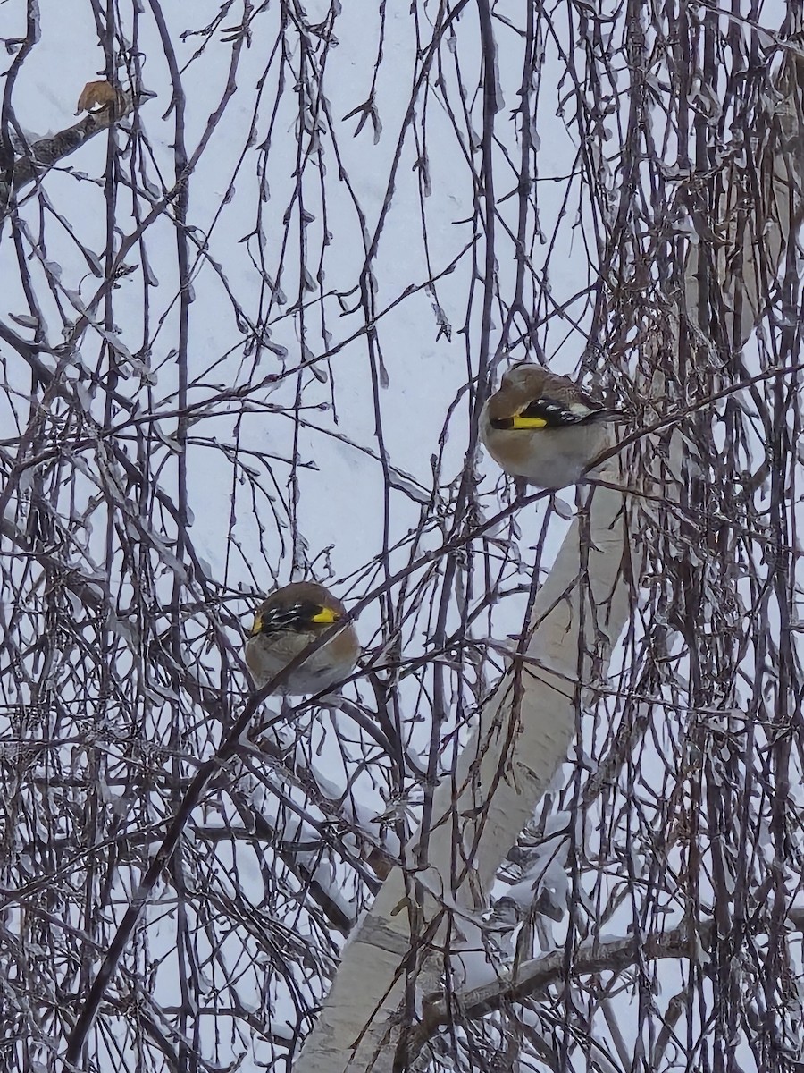 חוחית - ML646732428