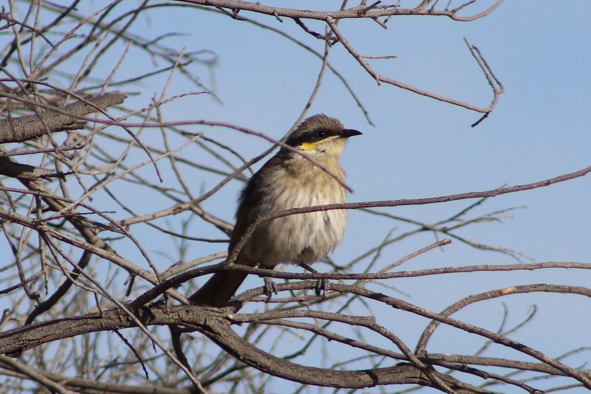 Mielero Cantarín - ML646732430