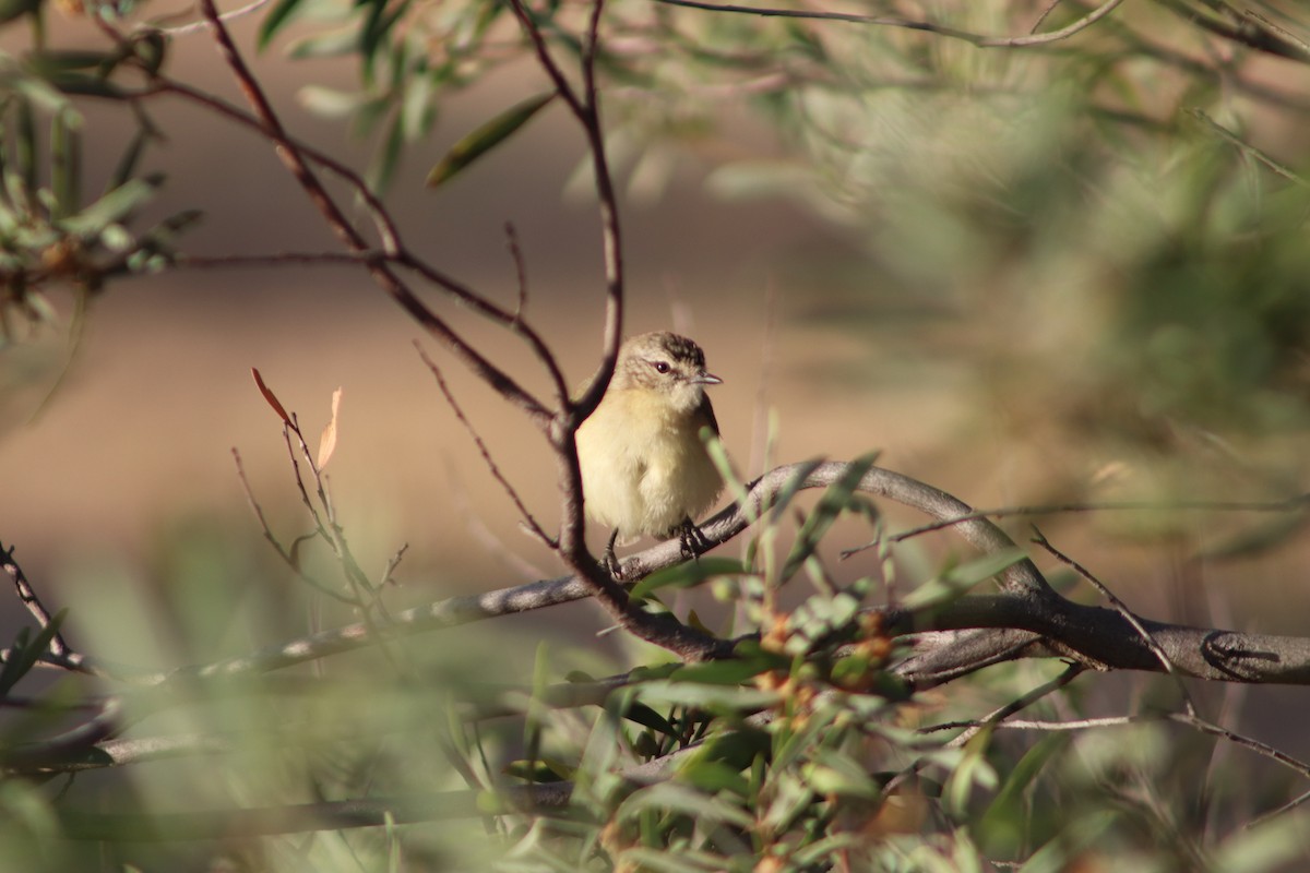 Acantiza Culigualda - ML646732431
