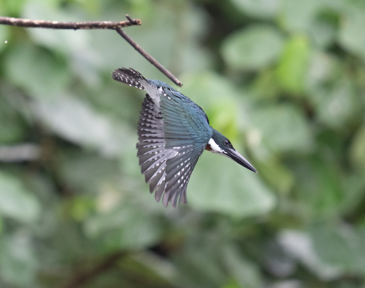 Amazon Kingfisher - ML646732432