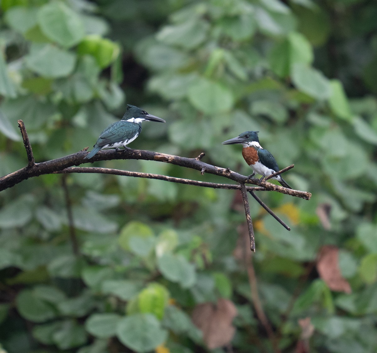 Amazon Kingfisher - ML646732433
