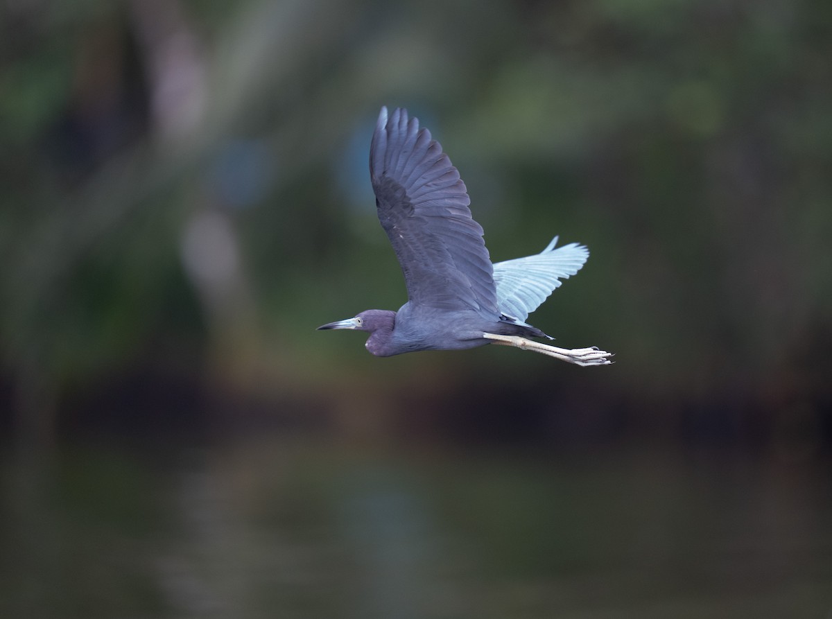 Little Blue Heron - ML646732434