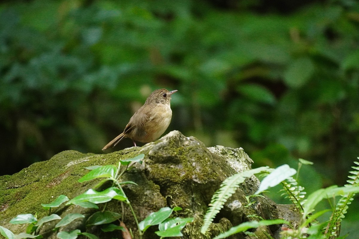 チャムネムジチメドリ - ML646732439