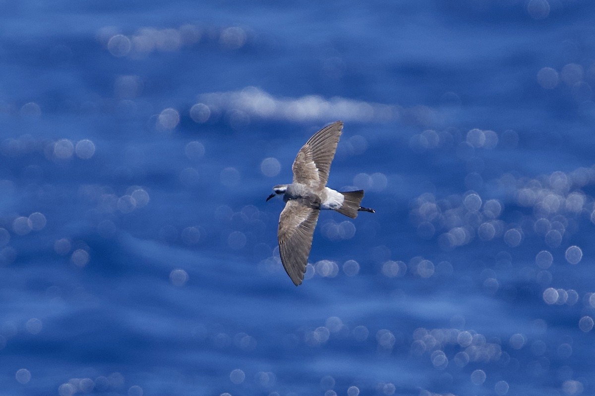 White-faced Storm-Petrel - ML646732446