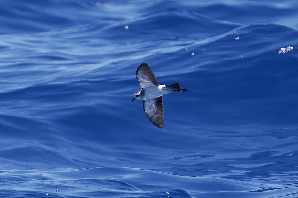 White-faced Storm-Petrel - ML646732447
