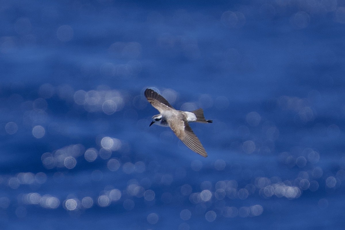 White-faced Storm-Petrel - ML646732448