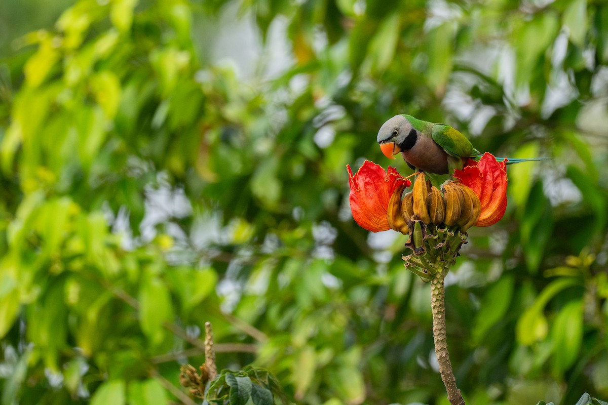 דררה אדומת-חזה - ML646732458