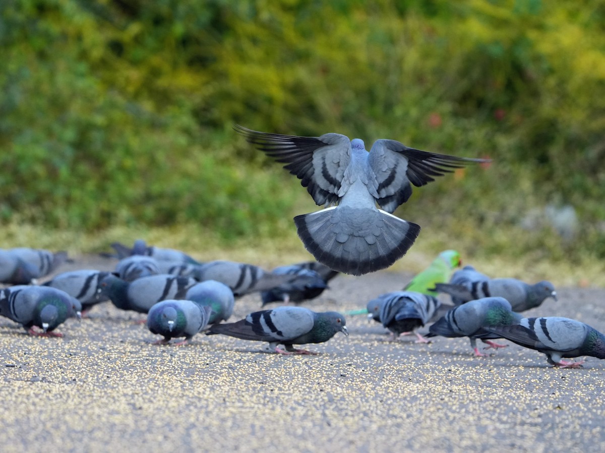 Голуб сизий (міський) - ML646732461