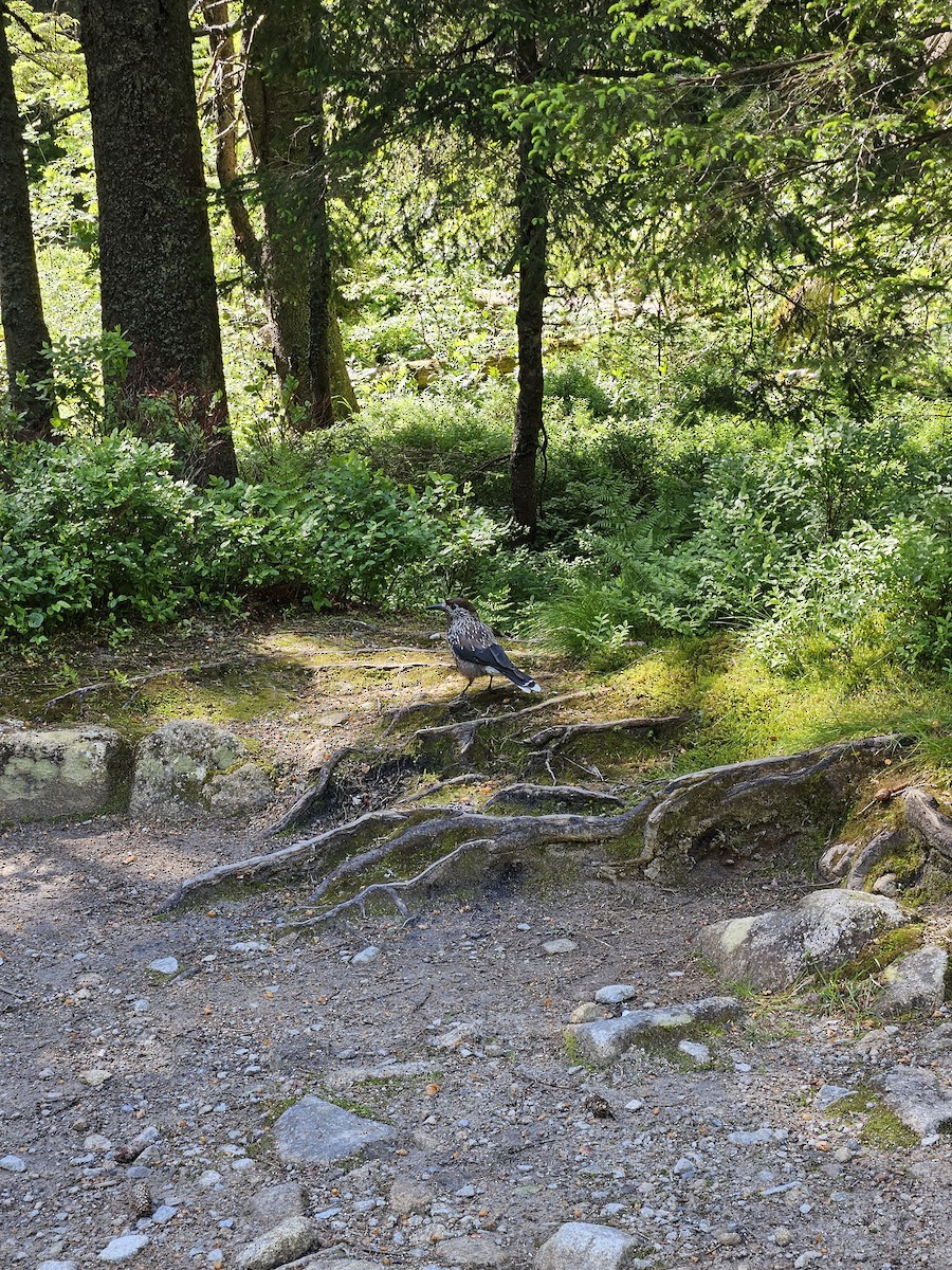 Northern Nutcracker - ML646732468