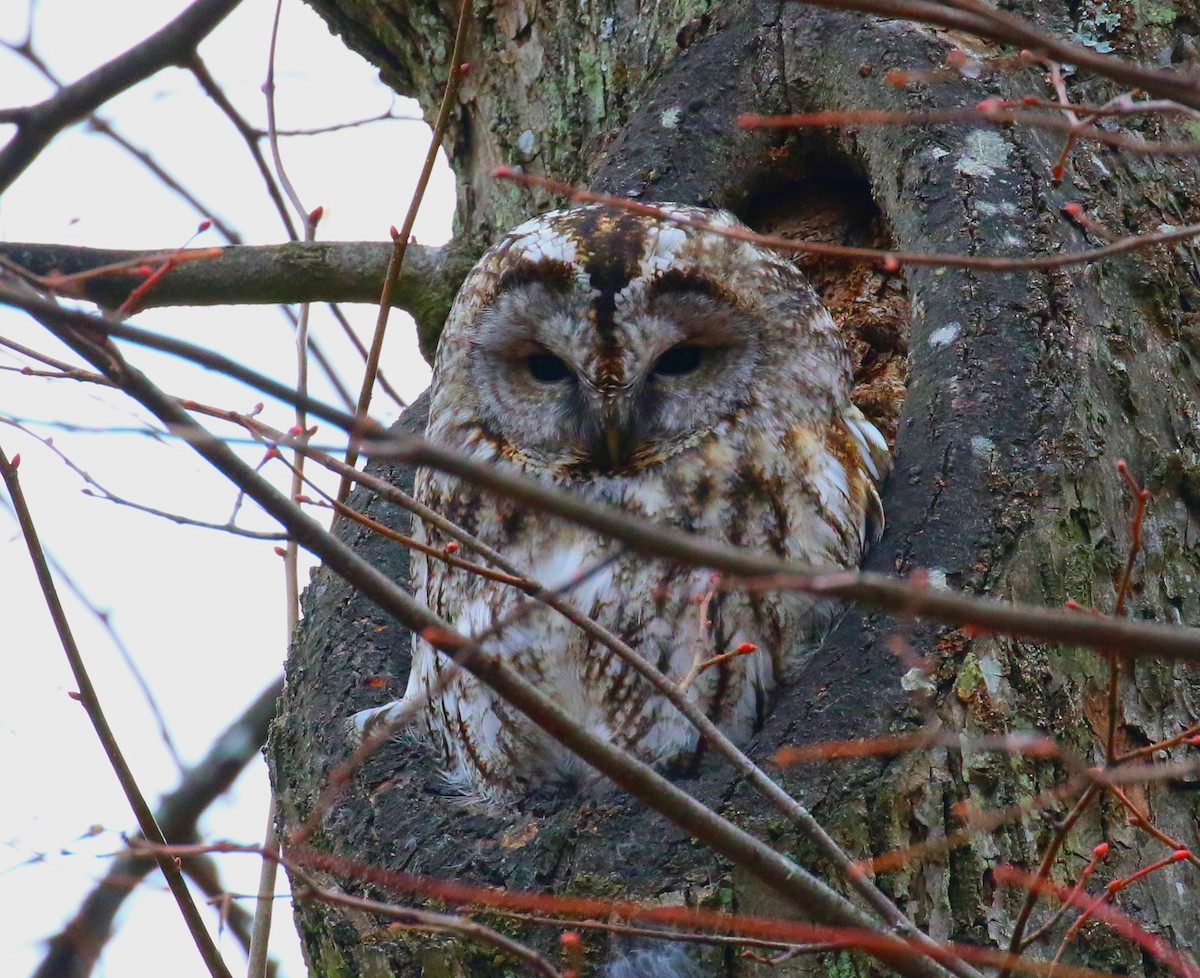 Allocco - ML646732471