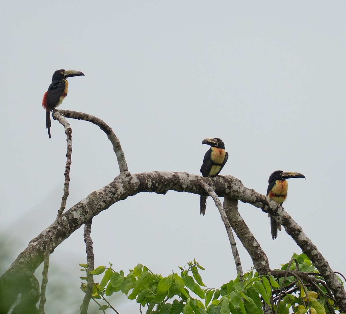 Collared Aracari - ML646732472