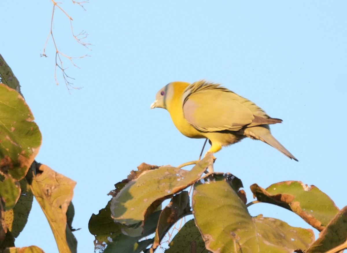 Вінаго жовтошиїй - ML646732475