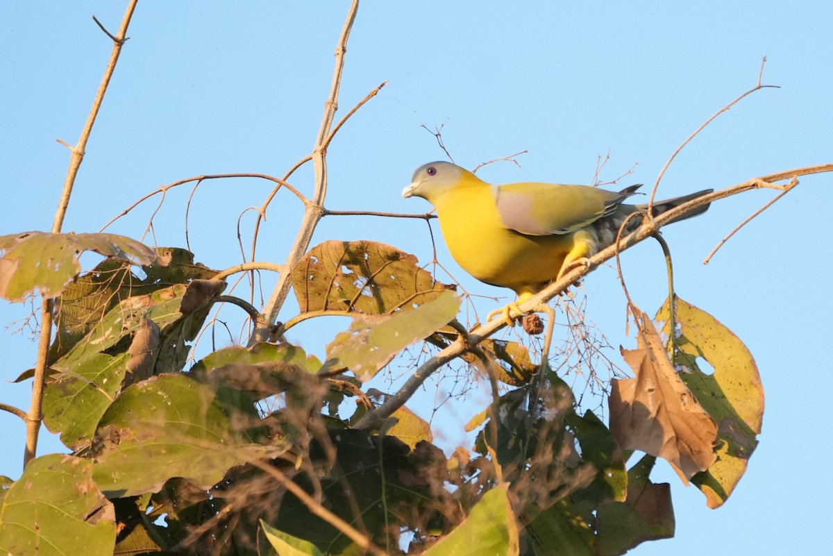 Вінаго жовтошиїй - ML646732476