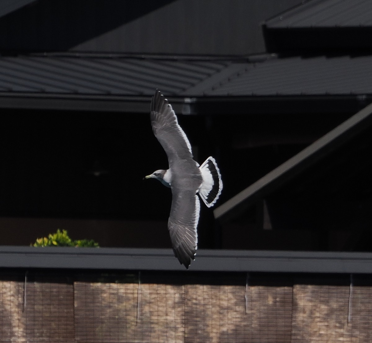 japanmåke - ML646732479