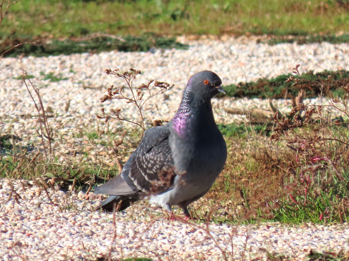 Голуб сизий (міський) - ML646732480